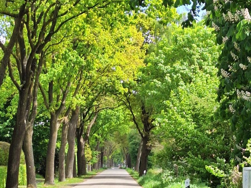 Allee Wildenlohslinie zwi Schulpadd u Brüderstraße () (px)