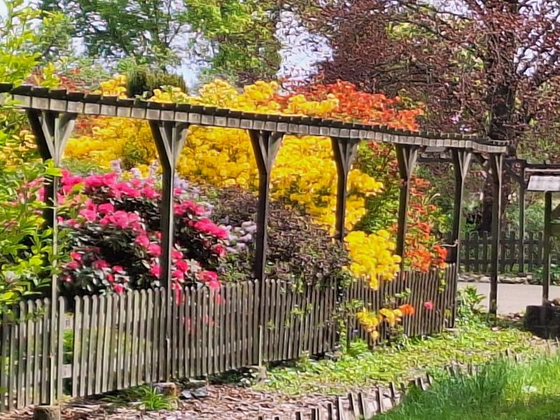 Rhododendren und Azaleenblüte an Wildenslohslinie () (px)